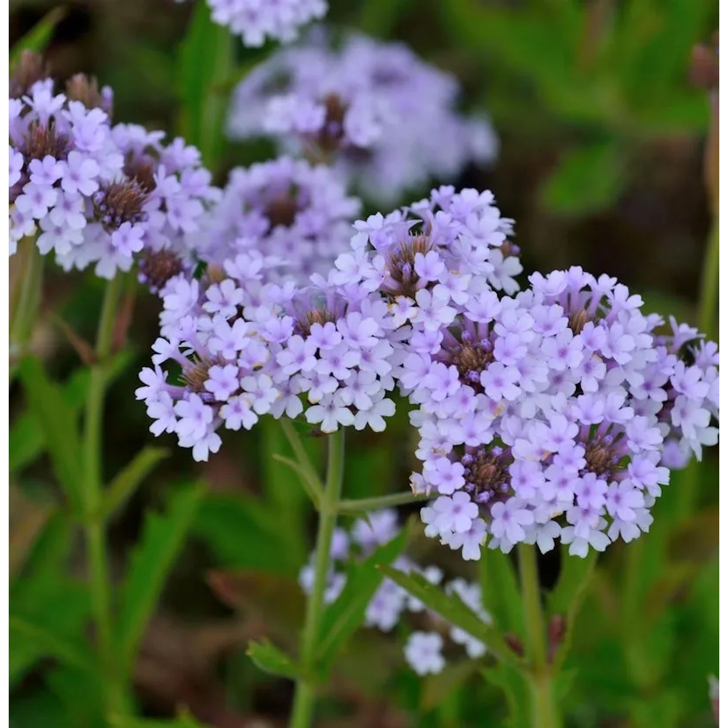 Steifes Eisenkraut Polaris - Verbena rigida