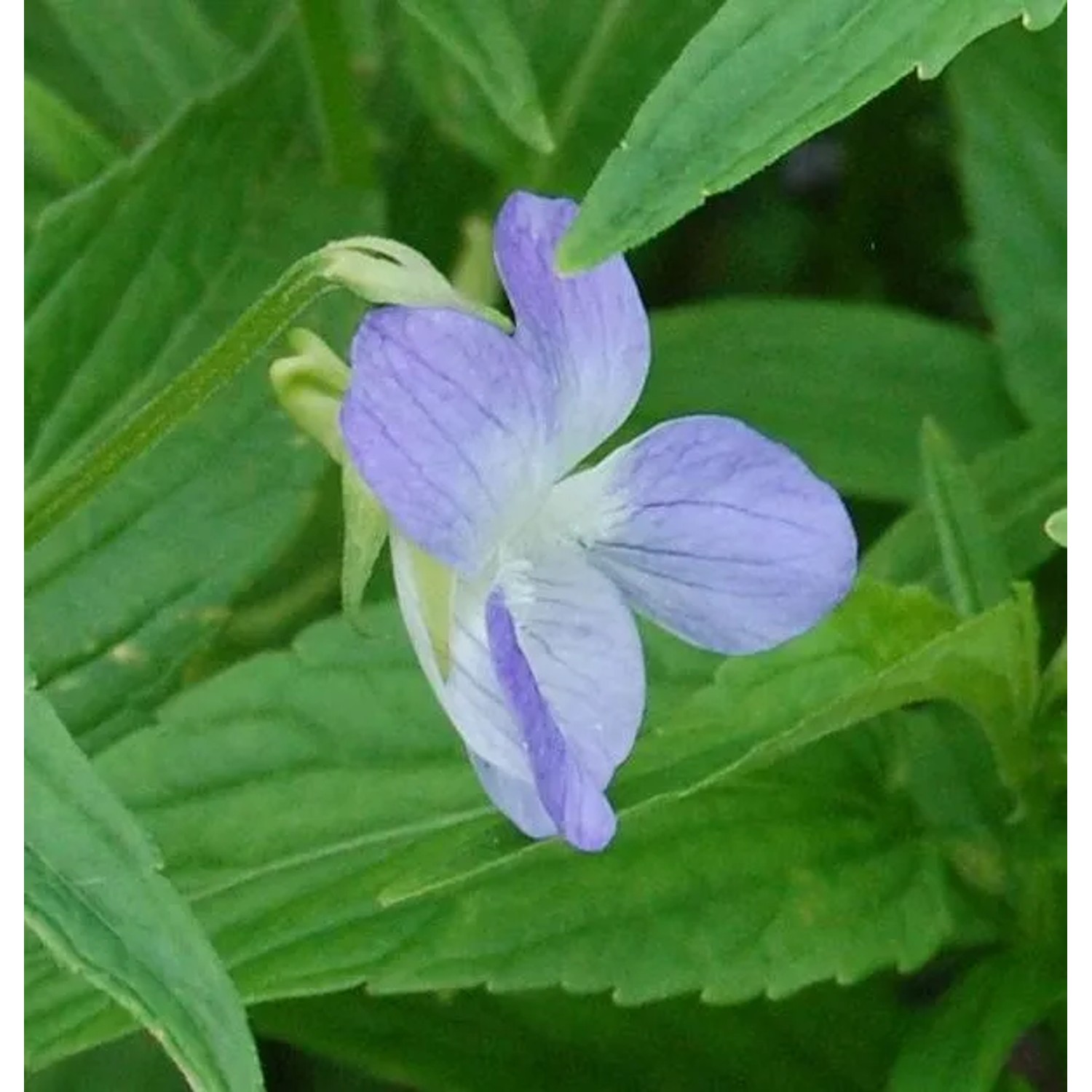Hohes Veilchen - Viola elatior