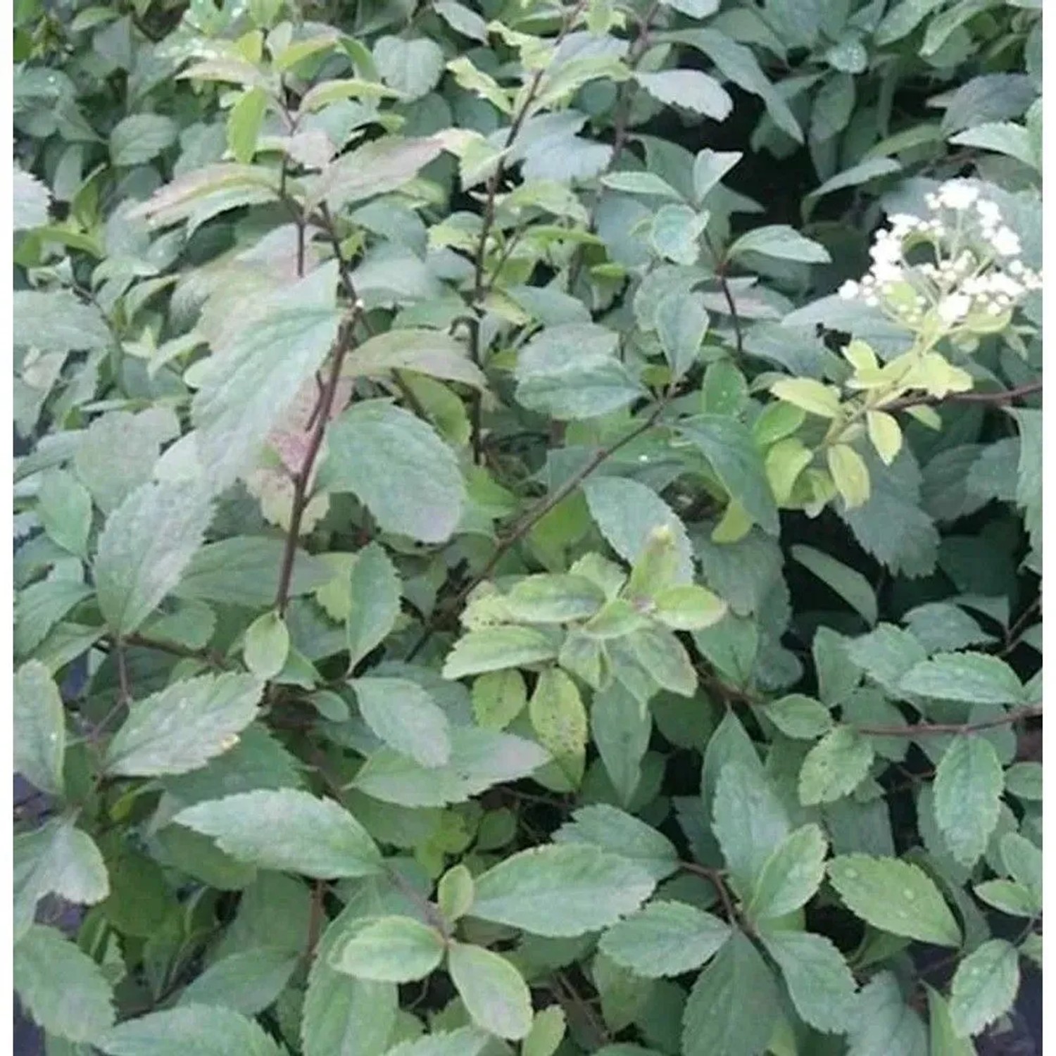 10x Zwergspiere 15-20cm - Spiraea decumbens