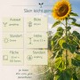 Hohe Riesen Sonnenblume mit gelben Blüten, daneben Infografik zu Aussaat, Blüte, Standort, Höhe bis 3.5m. Blumensamen.