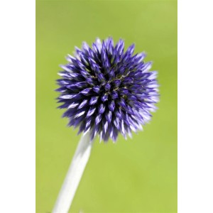 Nahaufnahme einer blauen Kugeldistel (Echinops Ritro Veitchs Blue) im 9x9 cm Topf.