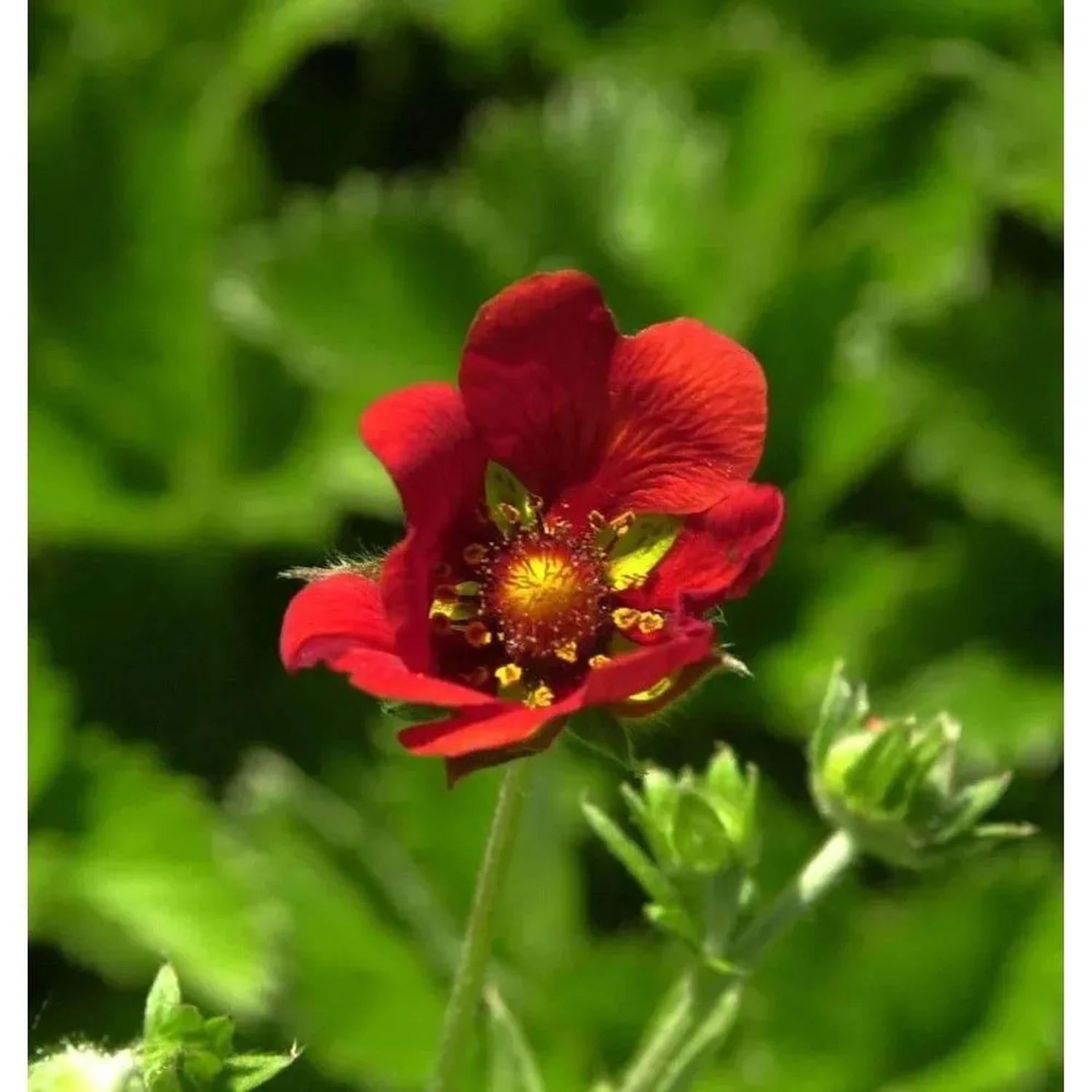 Fingerkraut Gibson Scarlett - Potentilla atrosanguinea