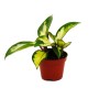 Exotenherz Mini Hoya Carnosa Tricolor im 5,5cm Topf, Porzellanblume mit grün-gelben Blättern.