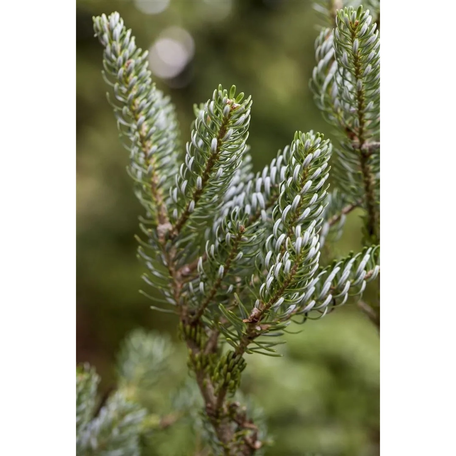 Detailaufnahme der silbern glänzenden Nadeln der Koreatanne Silberlocke, einem attraktiven Hausbaum.