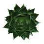 Kugelförmige Aloe Cosmo im 12cm Topf, eine grüne Sukkulente für Zimmer.