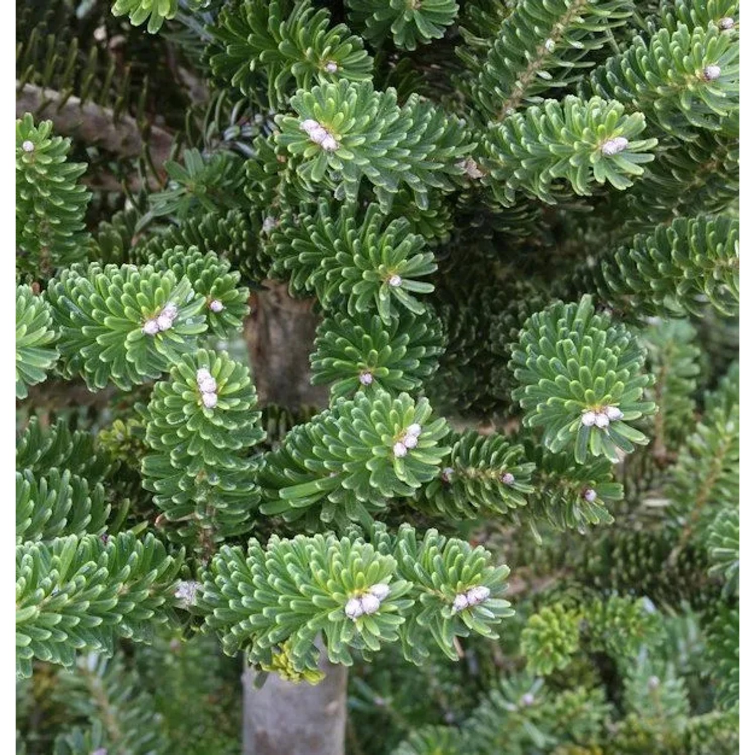 Grüne Zwerg Koreatanne Tordis 40-50cm - Abies koreana