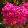 Nahaufnahme der leuchtend pinken Blüten der Chinesischen Kräuselmyrte Berry Dazzle.