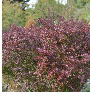 Beberitze Coral 10-15cm - Berberis thunbergii