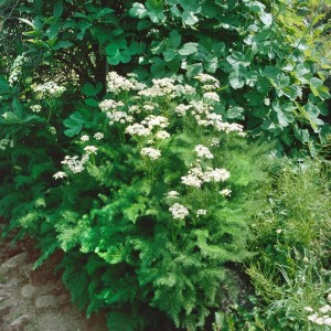 Bärwurz (Meum Athamanticum) Staude mit weißen Blüten im 9x9 cm Topf.