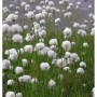Scheidiges Wollgras - Eriophorum vaginatum_2