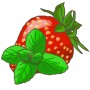 Illustration einer Erdbeere mit Erdbeerminze (Mentha). Küchenkräuter für Desserts.