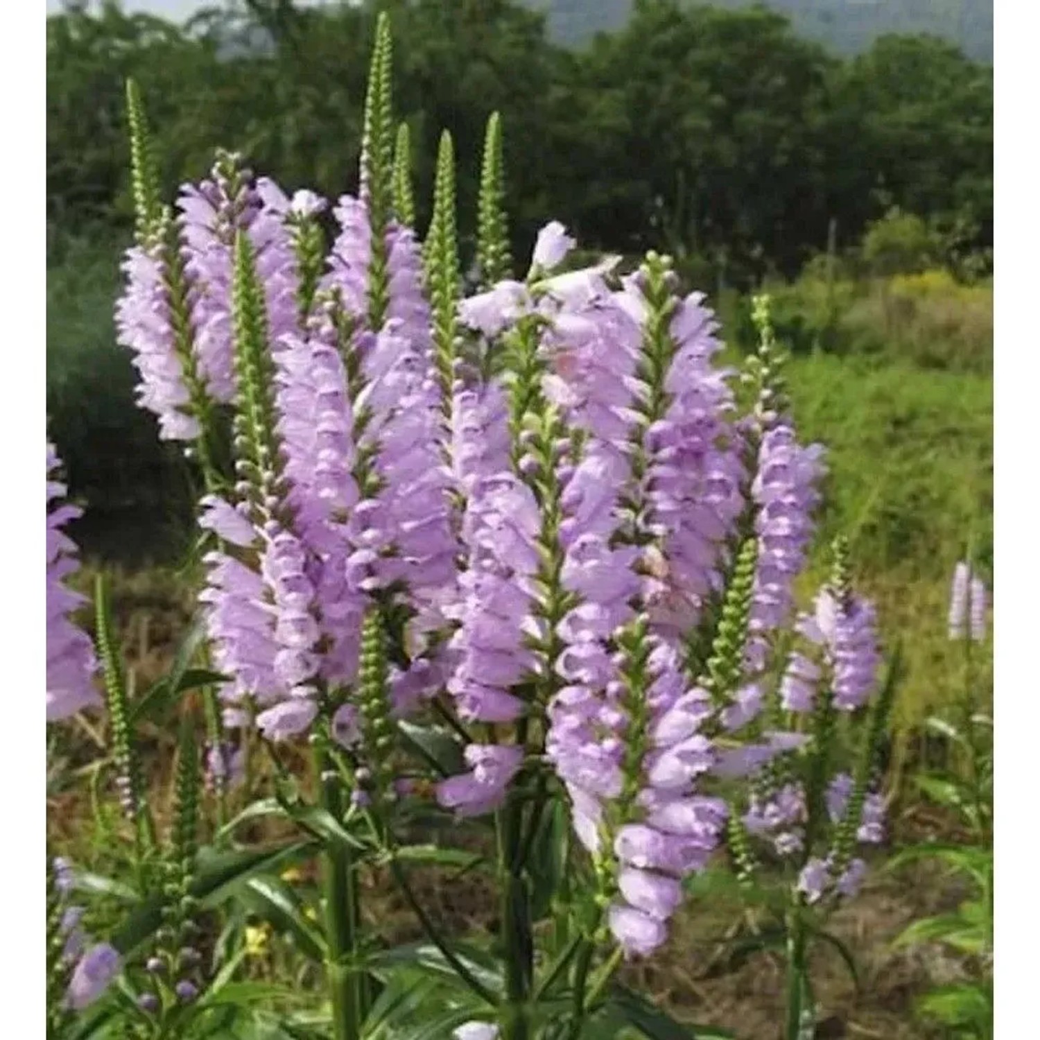 Gelenkblume Red Beauty - Physostegia virginiana