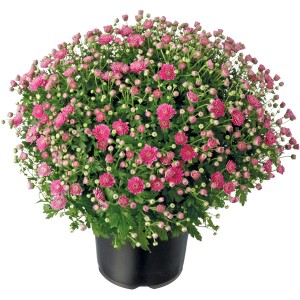 Rosafarbene Chrysanthemen-Kugel im Topf (Ø 15cm). Blühende Herbstdekoration für Balkon und Garten.