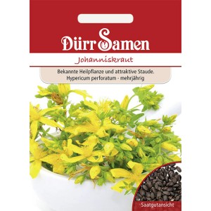 Dürr Samen Johanniskraut Saatgut mit gelben Blüten und Samen.