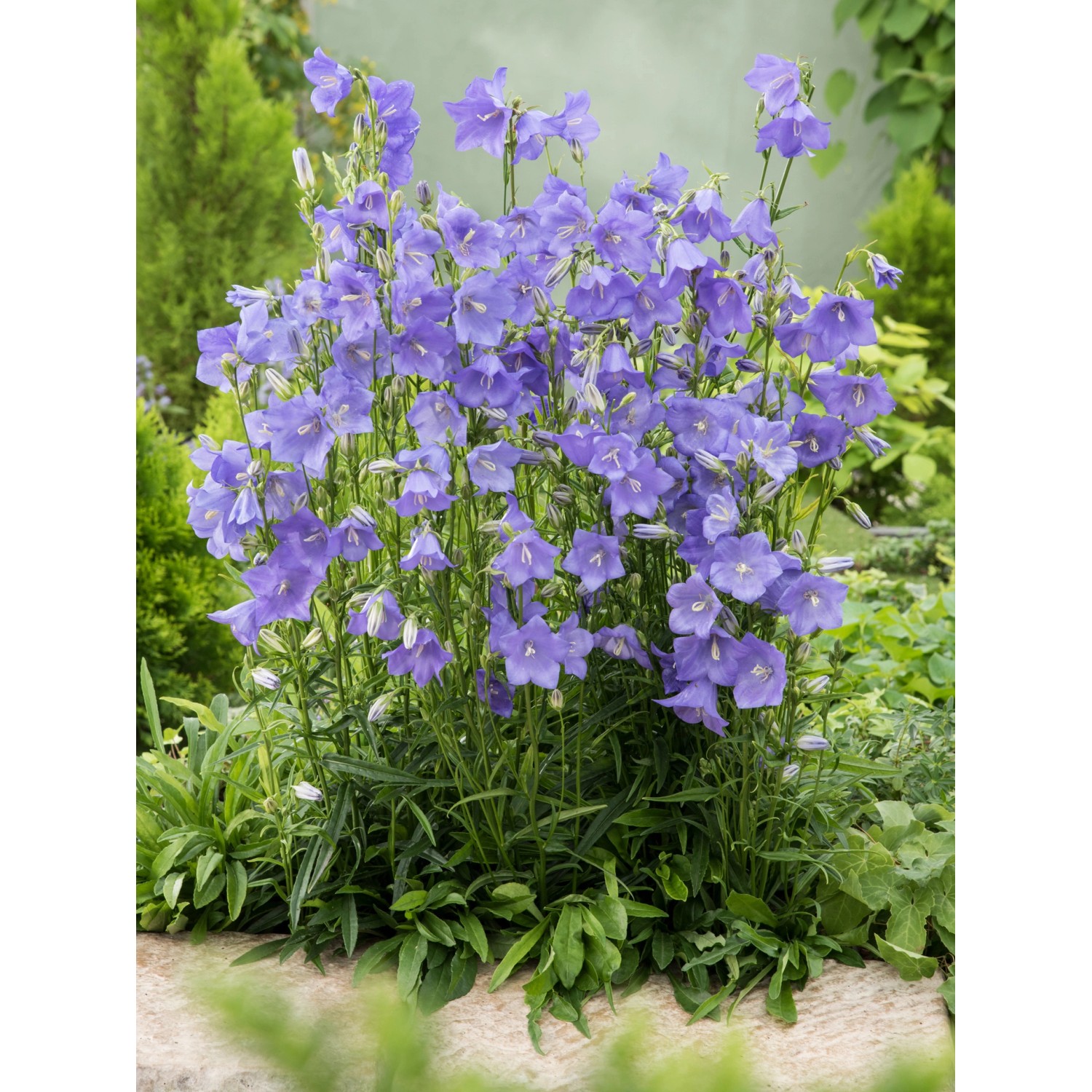 OBI Glockenblume Grandiflora Caerulea Blau Topf-Ø ca. 9 cm x 9 cm Campanula