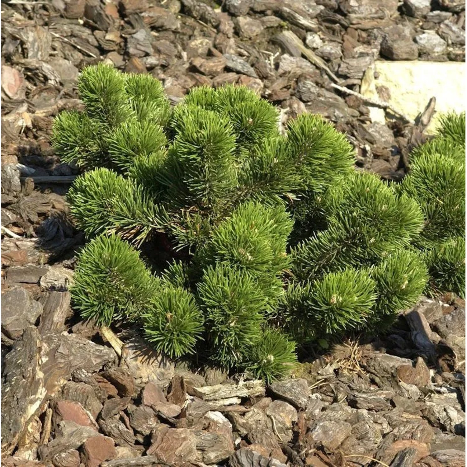 Bizarre Zwerg Kiefer Jakobsen 30-40cm - Pinus mugo