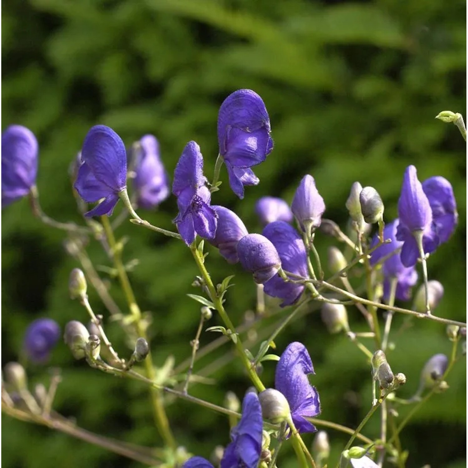 Eisenhut - Aconitum henry