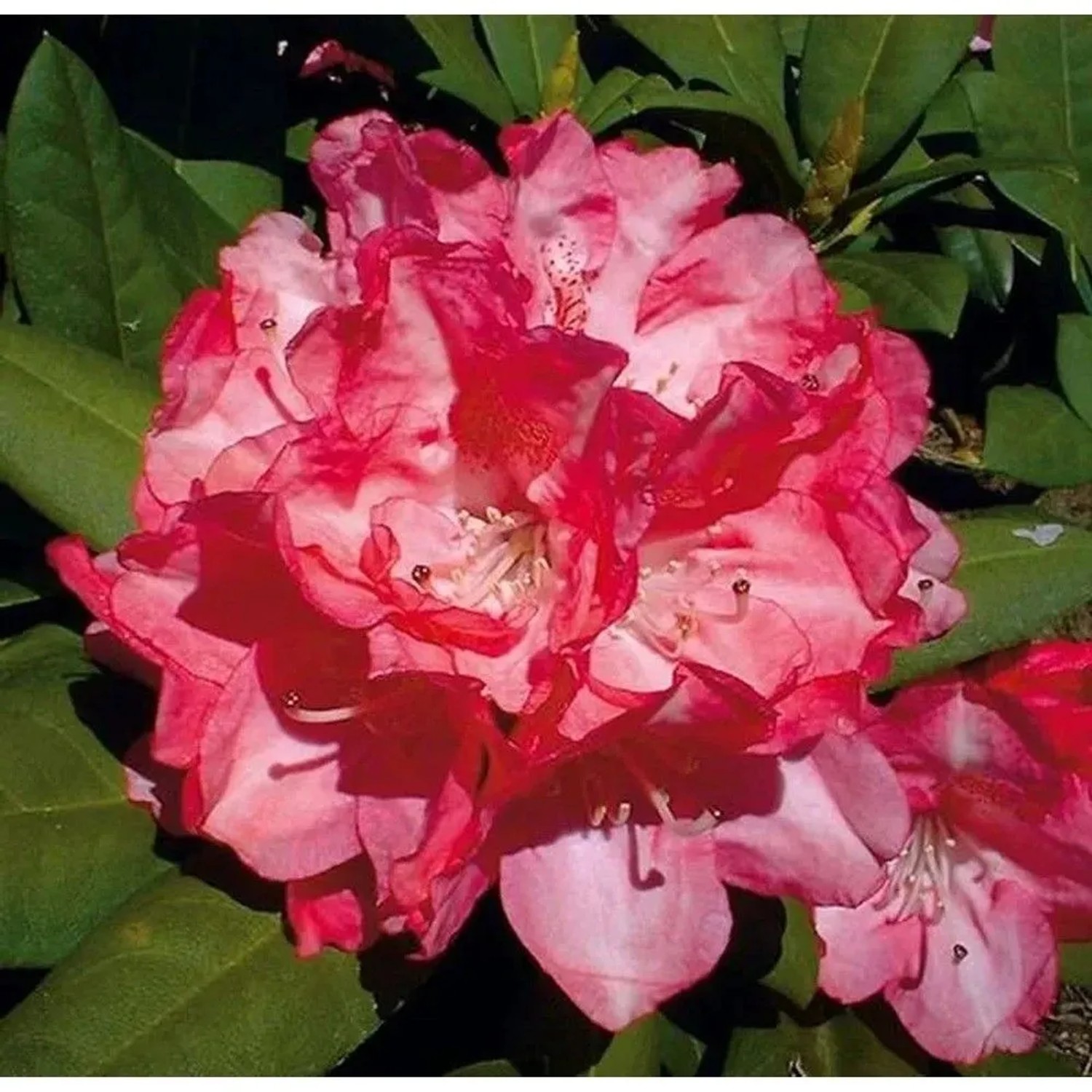 Rhododendron Anuschka 20-25cm - Alpenrose
