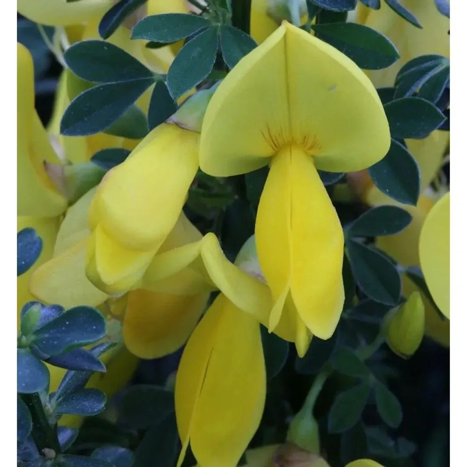 Edelginster Golden Sunlight 40-60cm - Cytisus scoparius