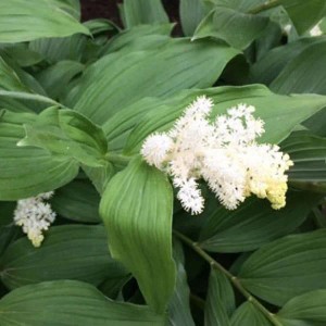 6 x Traubiges Duftsiegel Smilacina racemosa Topf 9cm Duftende Blütenstände