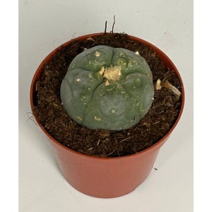 Blühfähiger Peyote Kaktus (Lophophora Williamsii) im 8,5cm Topf.