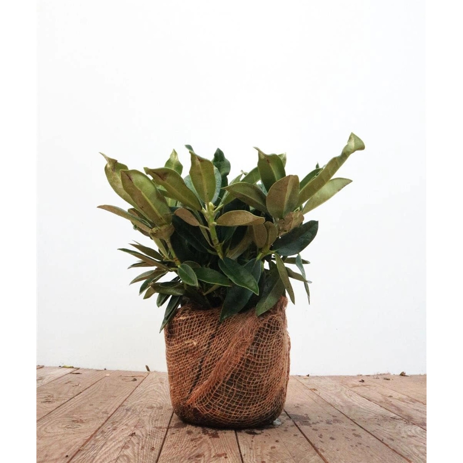 Rhododendron Yakushimanum Arabella Rosa Blüten 30–40 cm günstig online kaufen