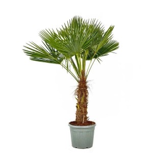 Sunny-Tree Trachycarpus Fortunei Chinesische Fächerpalme 180 bis 200 cm Stammhöhe 50 bis 60 cm Winterhart bis -18°C