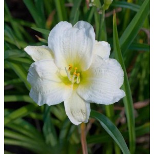 Taglilie Gentle Shepherd - Hemerocallis