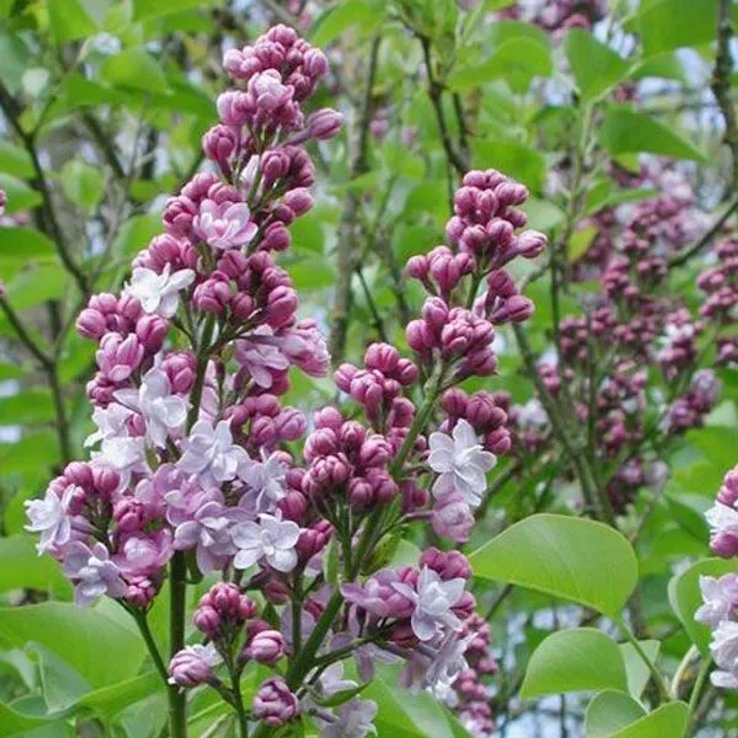 Edelflieder 'Michel Buchner' Syringa vulgaris 40 bis 60 cm im Container Duftende Blüten
