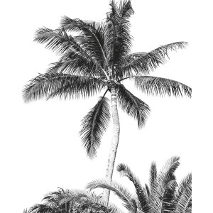 Komar Vliesfototapete Retro Palm, schwarz-weiß, 200x250 cm, mit Palmenmotiv.