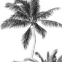 Komar Vliesfototapete Retro Palm, schwarz-weiß, 200x250 cm, mit Palmenmotiv.