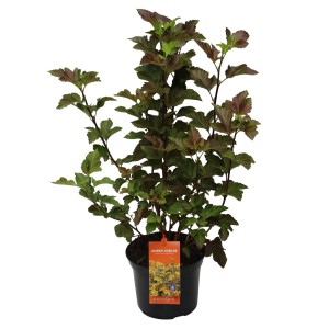 Blasenspiere 'Amber Jubilee' im 5 l Topf, ca. 40-60 cm hoch. Zierstrauch mit farbwechselndem Laub.