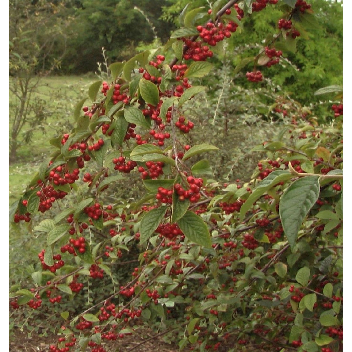 Runzelige Zwergmispel Koralle 60-80cm - Cotoneaster bullatus günstig online kaufen