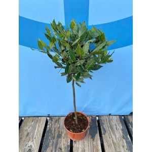 Sunny-Tree Laurus Nobilis   Lorbeer auf Stamm 80 cm Essbarer Lorbeer  Lorbeerbaum Winterhart