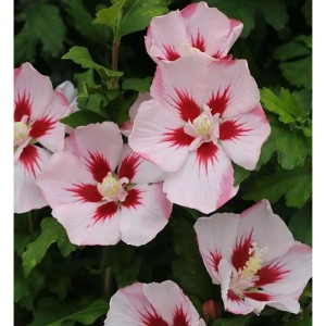 Rosen Eibisch Hamabo, Hibiskus Strauch mit hellrosa Blüten und roter Mitte.