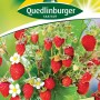 Samenpackung Quedlinburger Monatserdbeere 'Rügen' mit roten, aromatischen Erdbeeren und weißen Blüten.