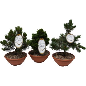 Edelgehölz Chic in Schale, verschiedene Zwergkoniferen im Topf, ca. 10-20cm hoch.