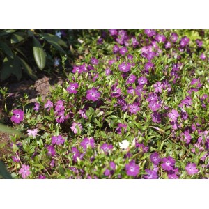 Foto von Bodendecker Vinca Minor Rubra mit roten Blüten und grünen Blättern.