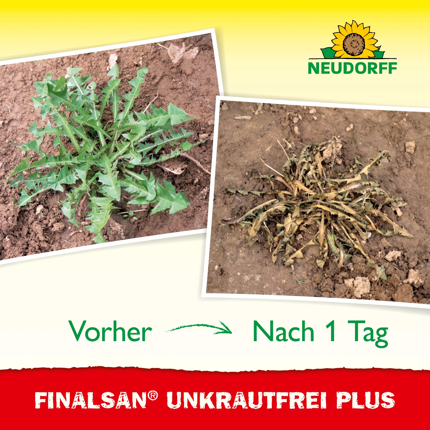Vorher-Nachher-Vergleich: Unkrautbekämpfung mit Finalsan UnkrautFrei PLUS im Beet.