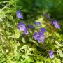 Blühender Geranium Wallichianum 'Rozanne' Storchschnabel mit leuchtend blauen Blüten.