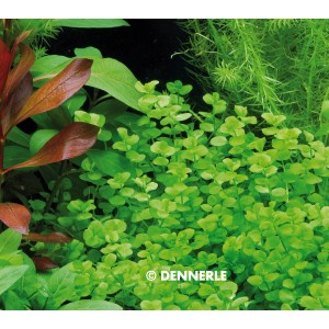 Dennerle Plants Micranthemum Umbrosum, hellgrüne Aquariumpflanze für den Mittelgrund.
