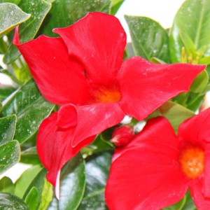 Rote Exotenherz Dipladenia (Chilenischer Jasmin) im 10cm Topf.
