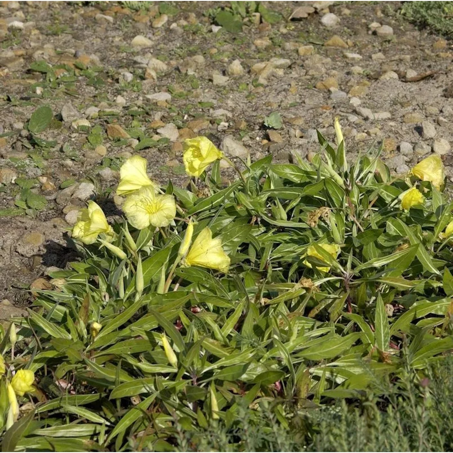 Polster Nachtkerze Incana - Oenothera macrocarpa