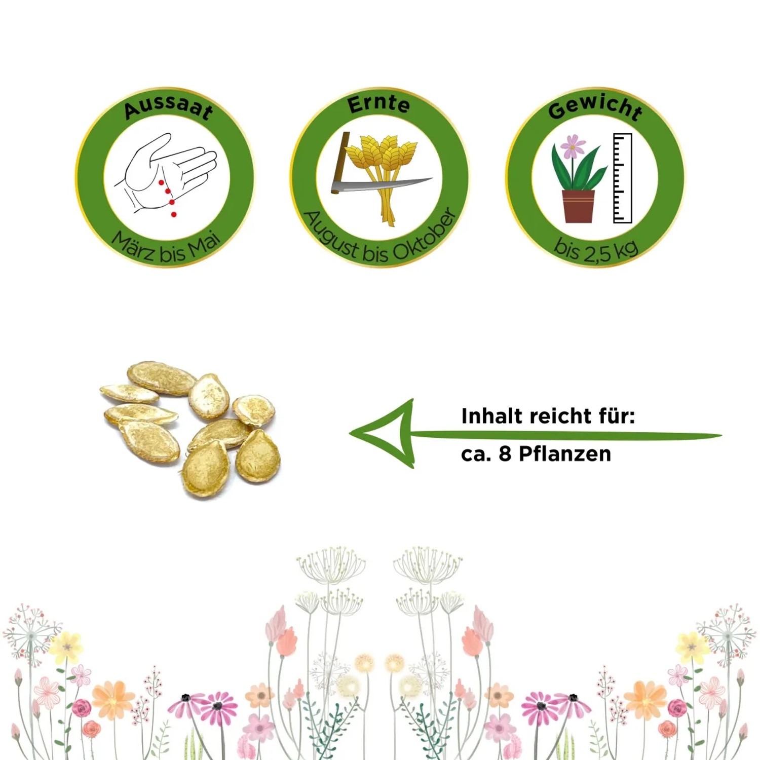 Butternutkürbis 'Waltham' Samen: Aussaat, Ernte, Gewicht und Inhalt für ca. 8 Pflanzen.