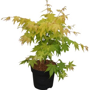 Fächerahorn Orange Dream im Topf, ca. 30-40 cm hoch, mit gelb-orangen Blättern.