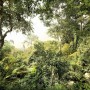 Komar Vlies Fototapete Dschungel, 400x260cm. Detailreiche Darstellung eines dichten, grünen Dschungels.