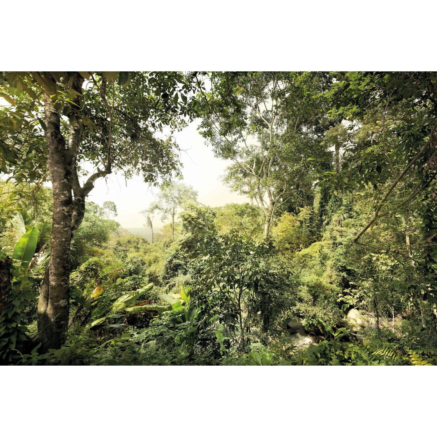 Komar Fototapete Vlies Dschungel  400 x 260 cm