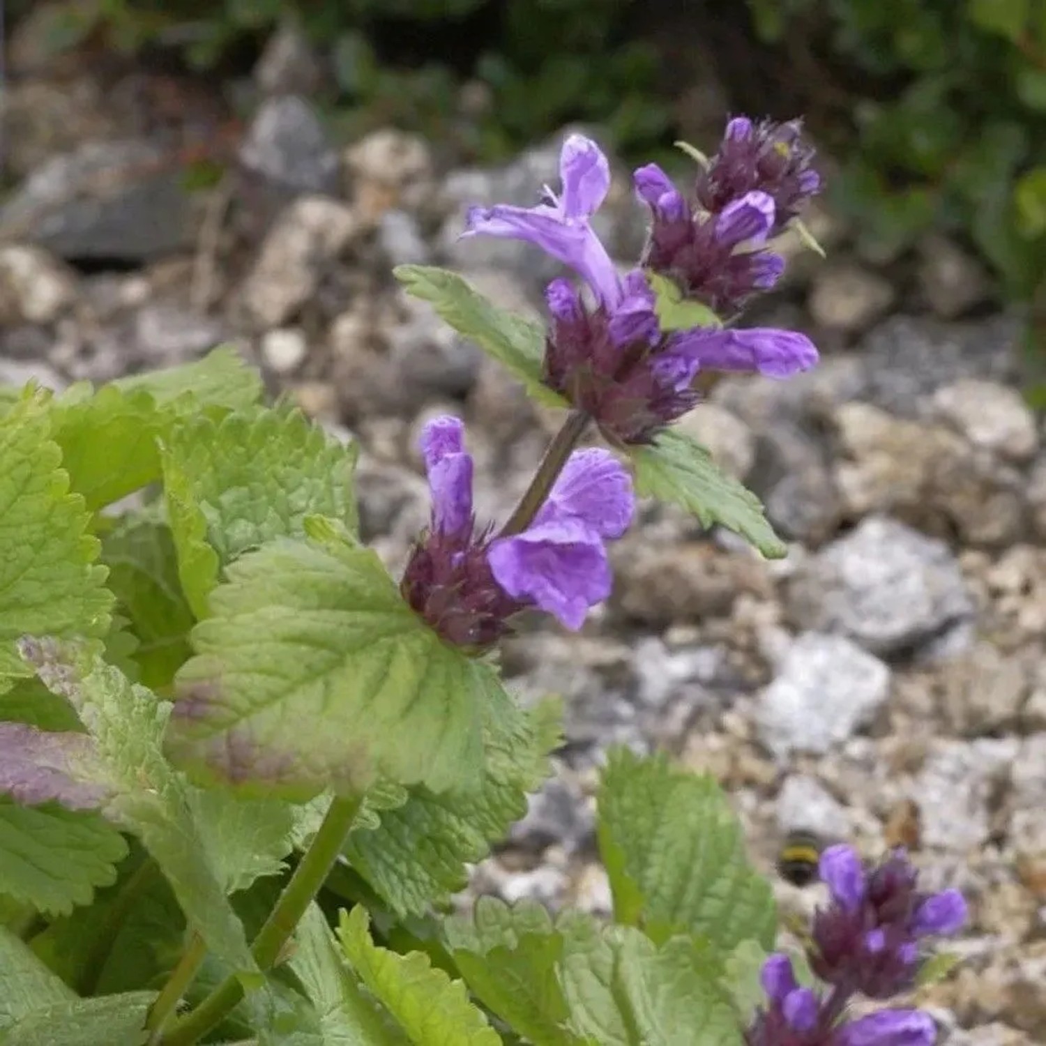 Großblumiger Ziest - Betonica grandiflora
