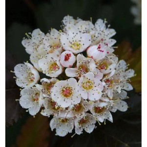 Nahaufnahme der weißen Blüten der Schneeballblättrigen Blasenspiere Andre.