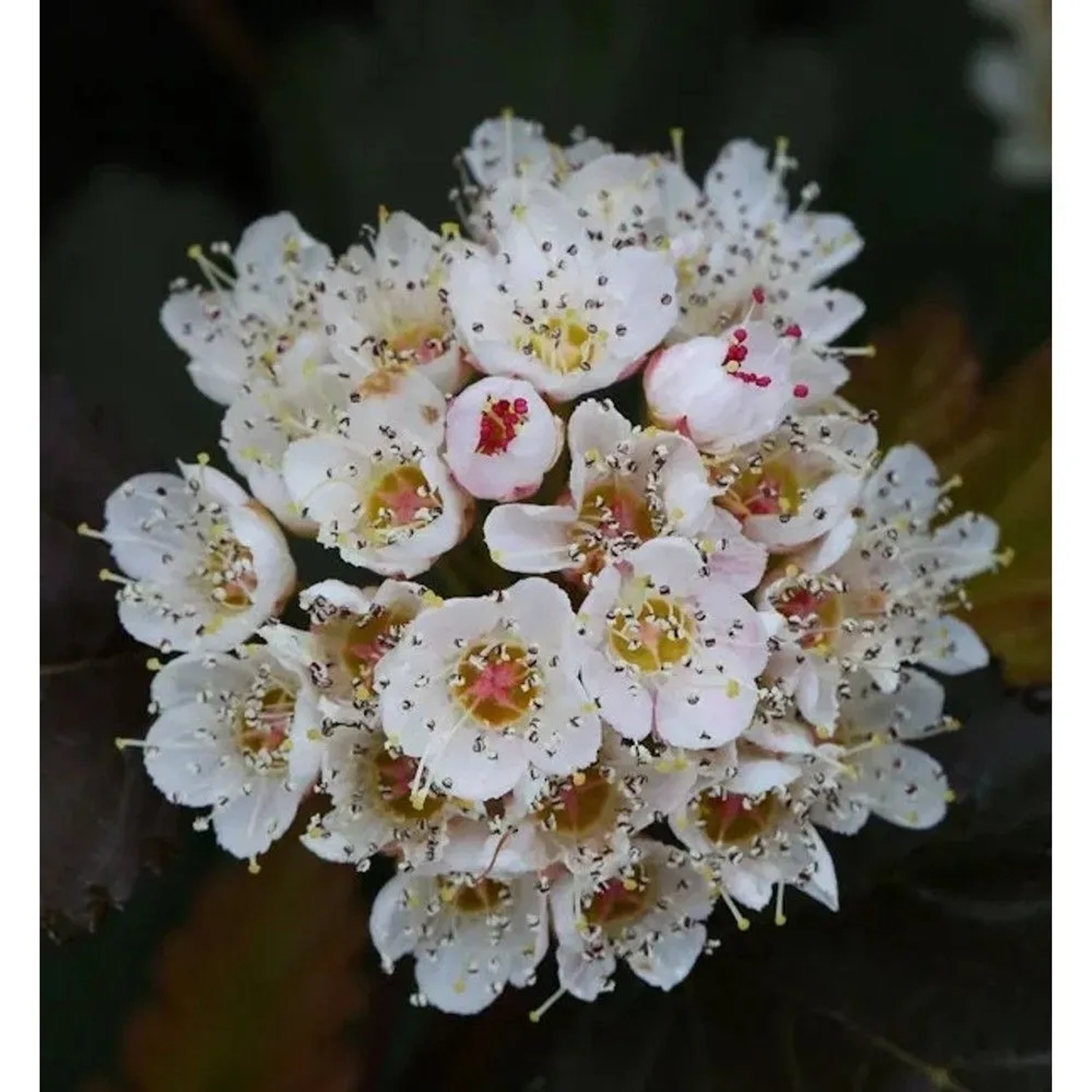 Schneeballblättrige Blasenspiere Andre 40-60cm - Physocarpus opulifolius